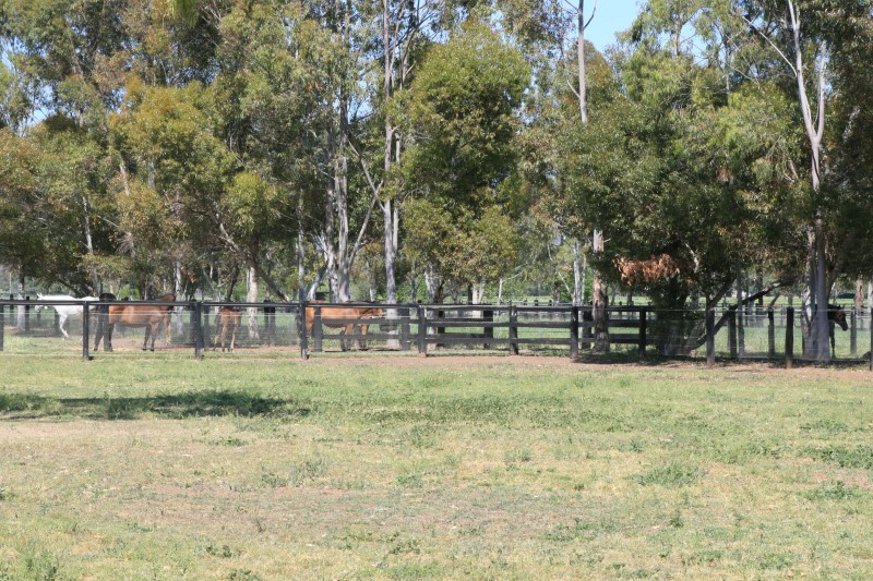 Arrowfield Stud - 014.JPG